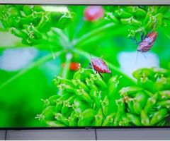 75 Inch EYE Plus EXE-75X GT SE23 GOOGLE TV 4K IPS Price Neelambur Coimbatore